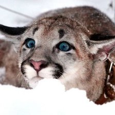 Схема вышивки «Кыся»