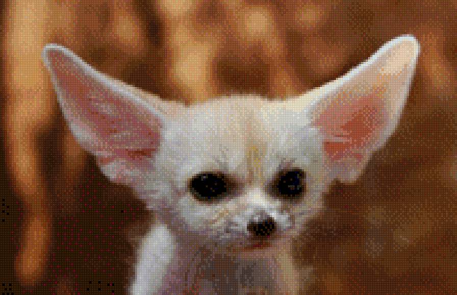 Ушастый лисенок - предпросмотр