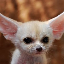 Схема вышивки «Ушастый лисенок»