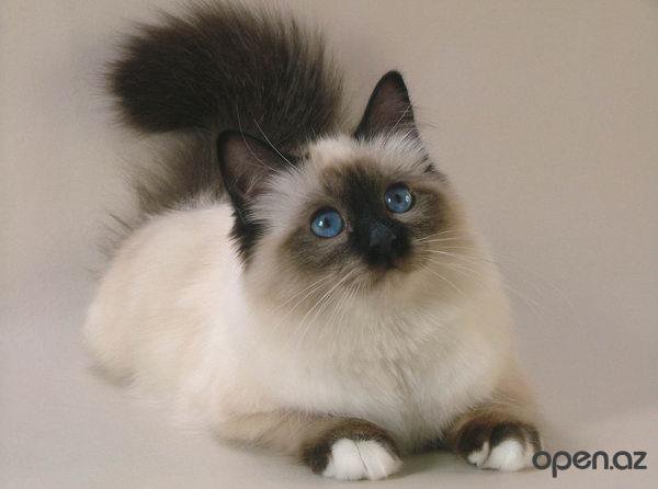 №690647 - животные, котенок, звери, кошки - оригинал