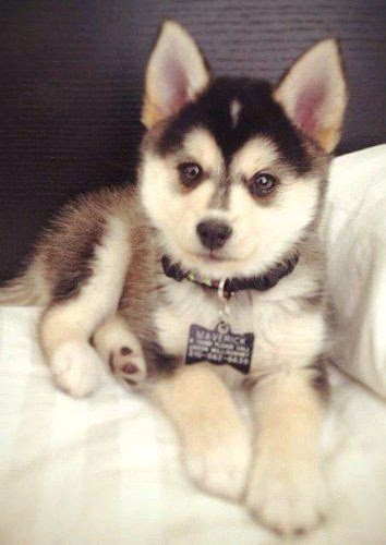 №690649 - щенок, животные, собаки, звери, щенки - оригинал