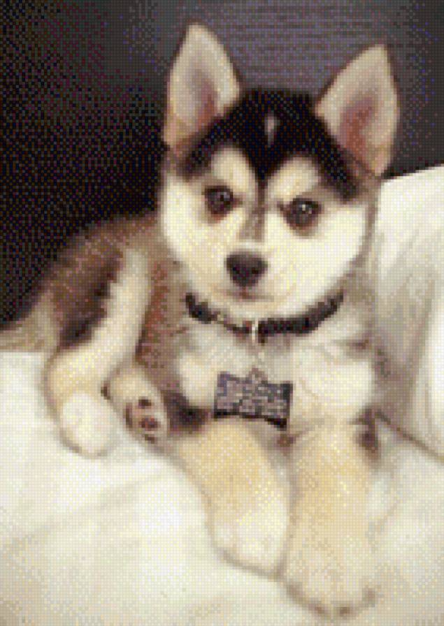 №690649 - собаки, щенок, животные, щенки, звери - предпросмотр