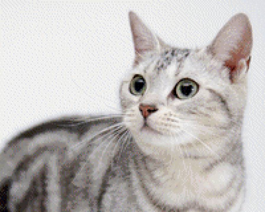 №690675 - животные, звери, котенок, кошки - предпросмотр