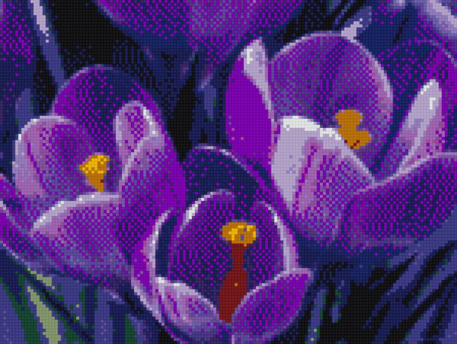 Фиолетовые тюльпаны - предпросмотр