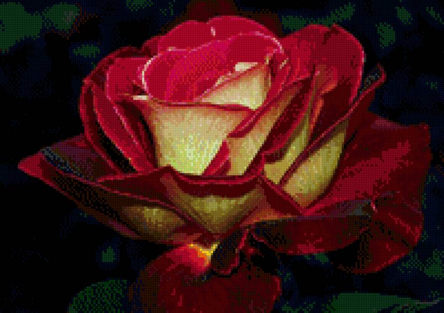 королева цветов - роза - предпросмотр