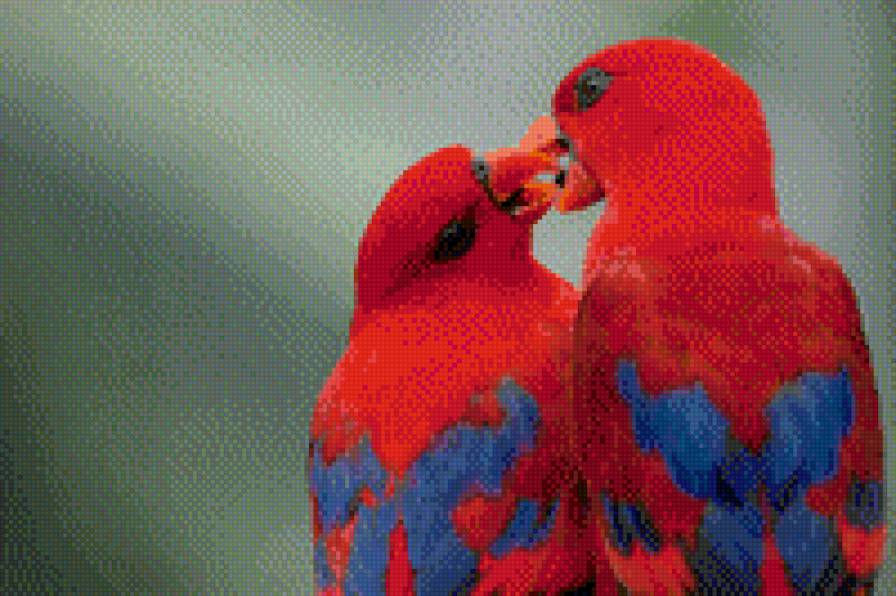 Попугайчики - птицы, попугаи - предпросмотр