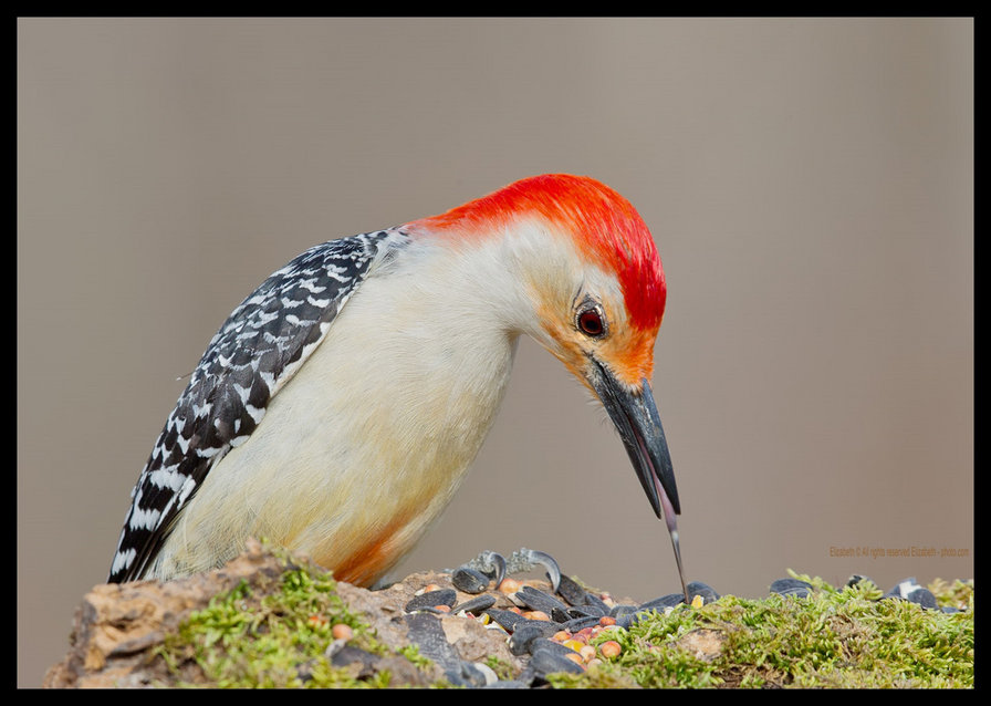 дятел - оригинал