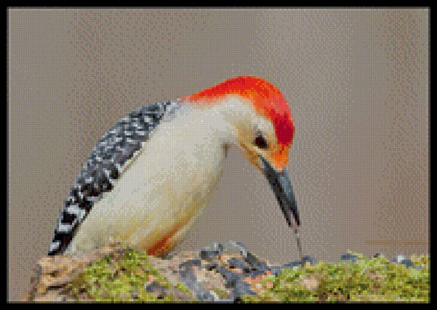 дятел - предпросмотр