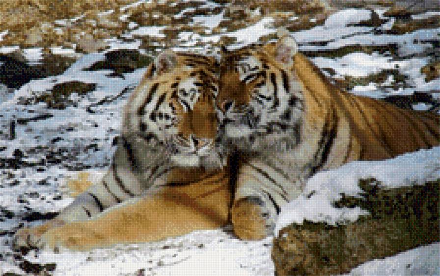 тигры - кошки, полосатые, тигры - предпросмотр