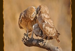 поцелуй - оригинал