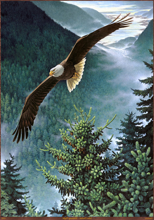 парящий орел - оригинал
