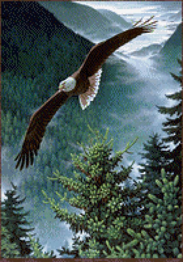 парящий орел - предпросмотр