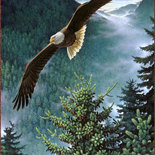 парящий орел