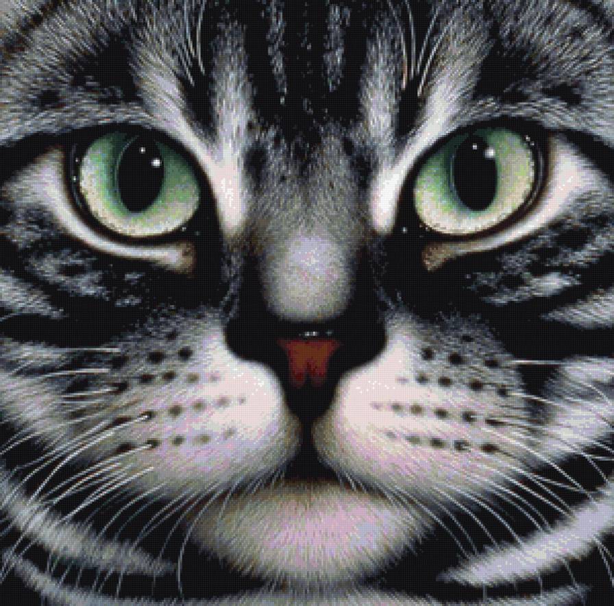 кошачий портрет - кот, портрет, котики, коты - предпросмотр