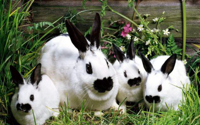 кролики - кролики, животные - оригинал