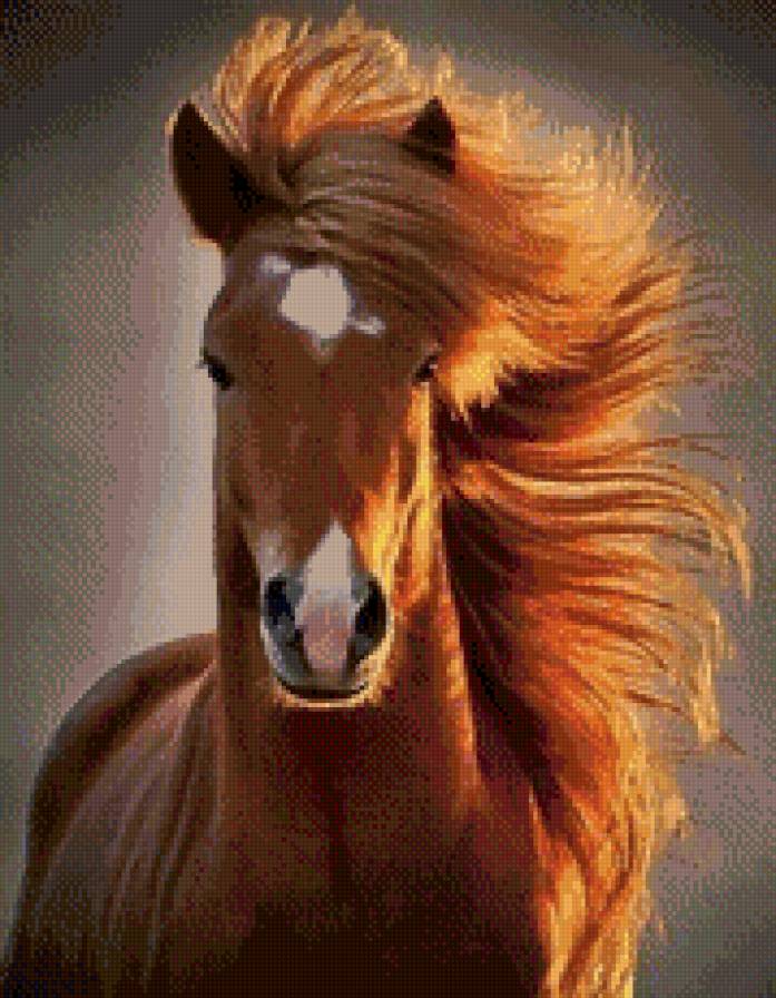 рыжий конь - жеребец, лошадь, животное, конь - предпросмотр