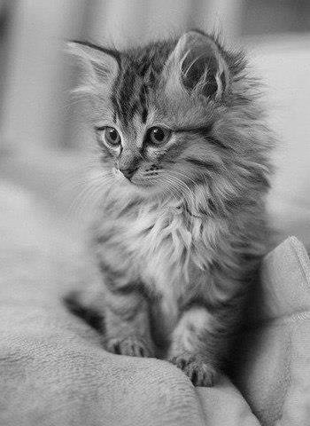 котёнок - животное, котенок, кошки - оригинал