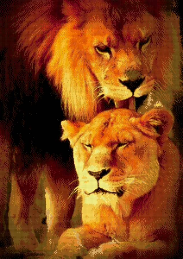 лев с львицей - парочка, кошки, хишники, животные, львы - предпросмотр
