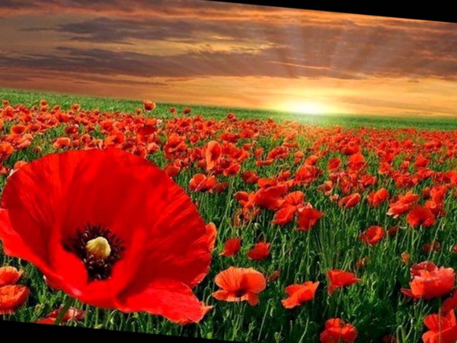 маковое поле - пейзаж - оригинал