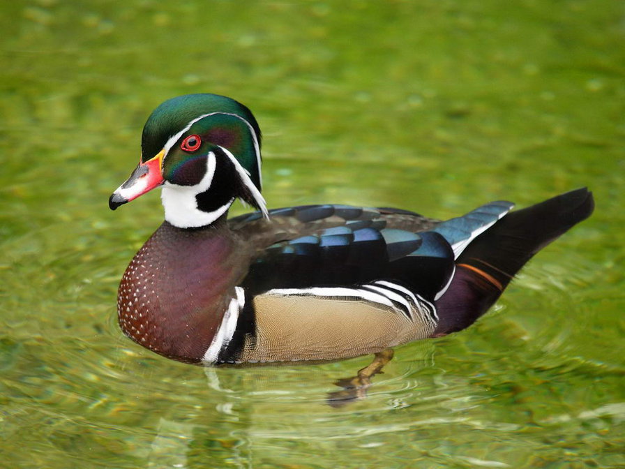 птицы - птицы - оригинал