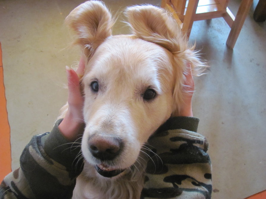 зайка моя)) - собака - оригинал