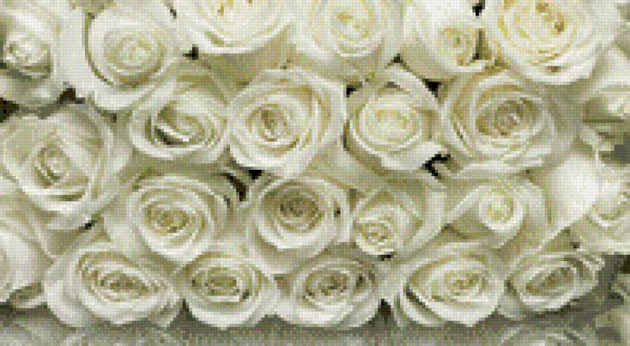 белые розы 1 - предпросмотр