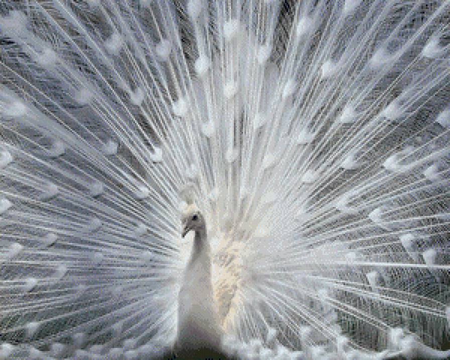 Павлин - птицы, япония, павлин - предпросмотр