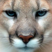 Схема вышивки «хищница»