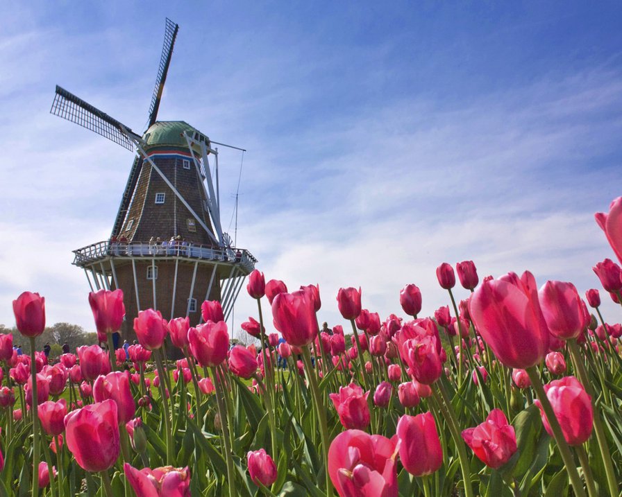 Мельница - тюльпаны, пейзаж, мельница - оригинал