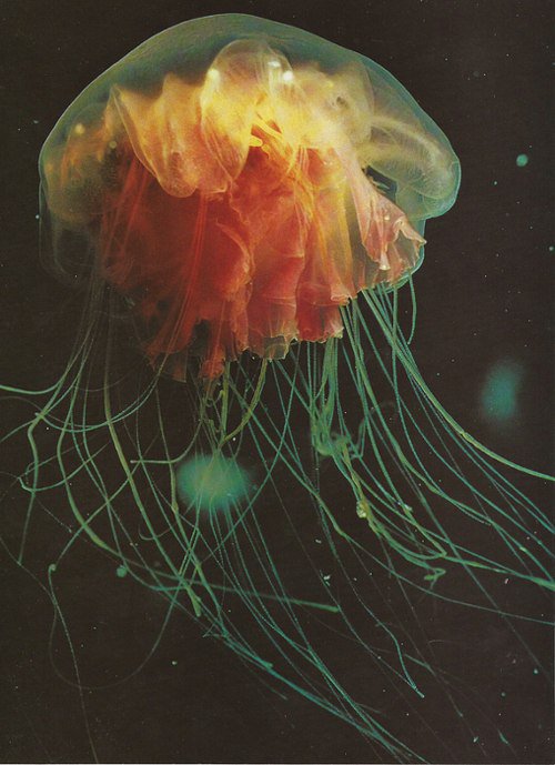 Медуза - море, морские животные - оригинал