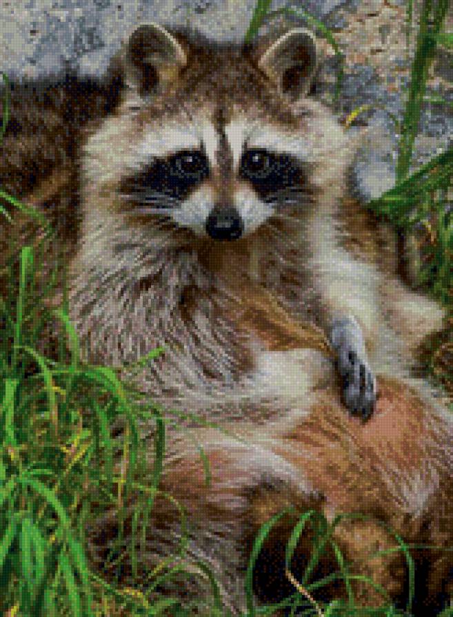 енотик - предпросмотр