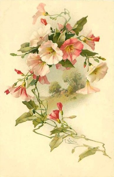 розовый вьюнок - оригинал