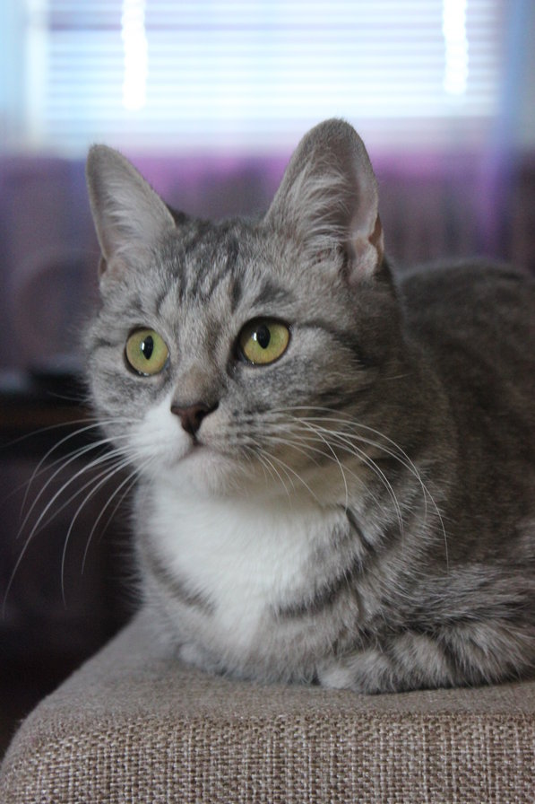 Бусинка - кошки - оригинал