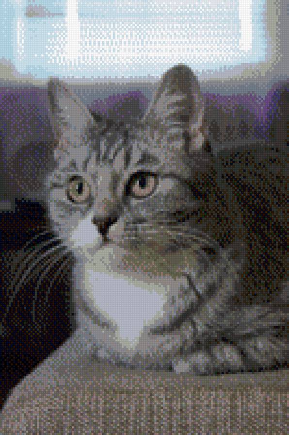 Бусинка - кошки - предпросмотр