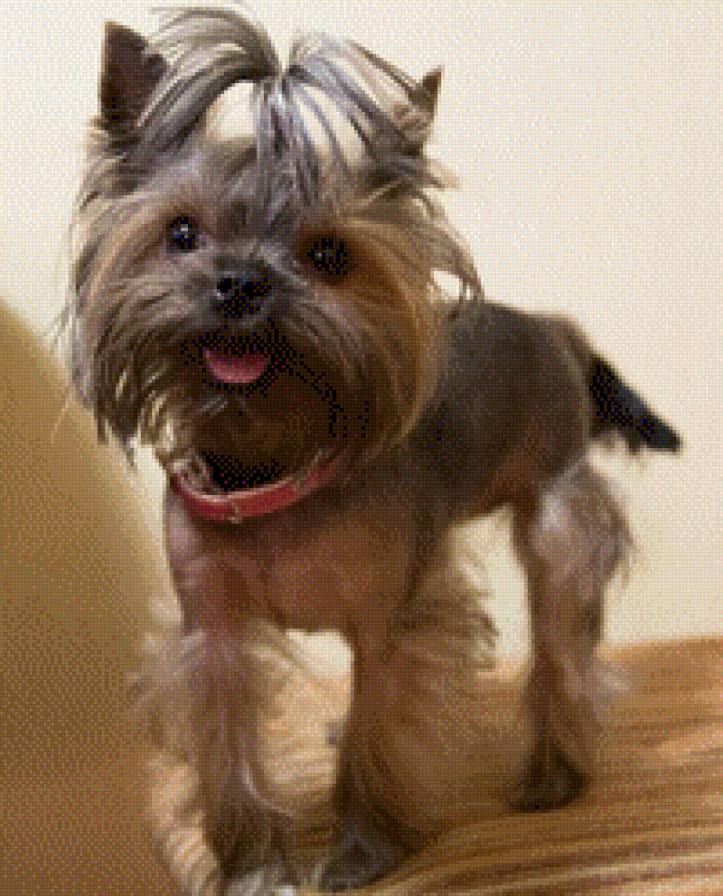 Йорик - йоркширский терьер, собака - предпросмотр