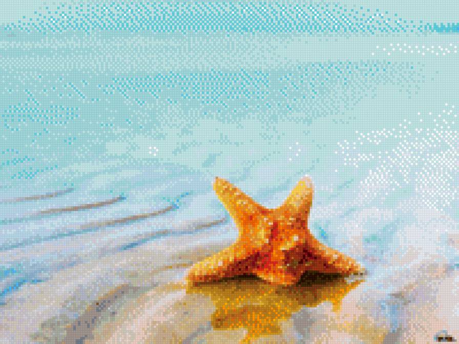 Морская звезда - морские животные - предпросмотр
