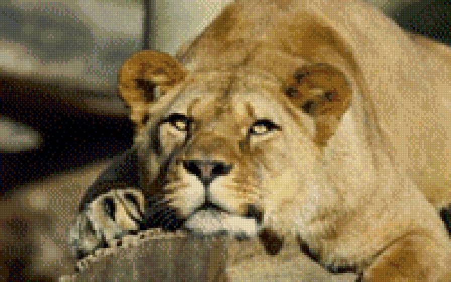 Львица - животные, кошки - предпросмотр