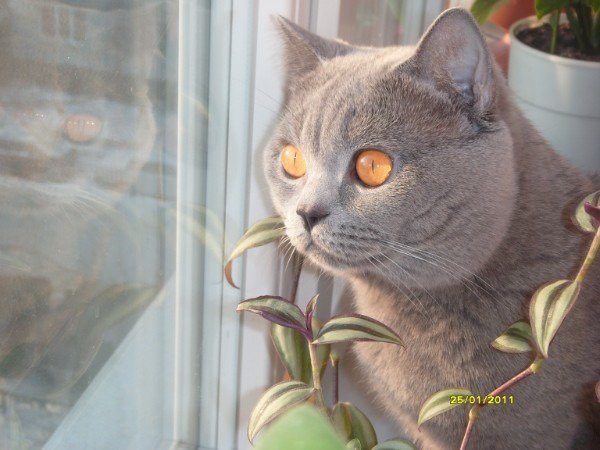 у окна - животные, коты - оригинал