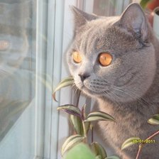 Схема вышивки «у окна»