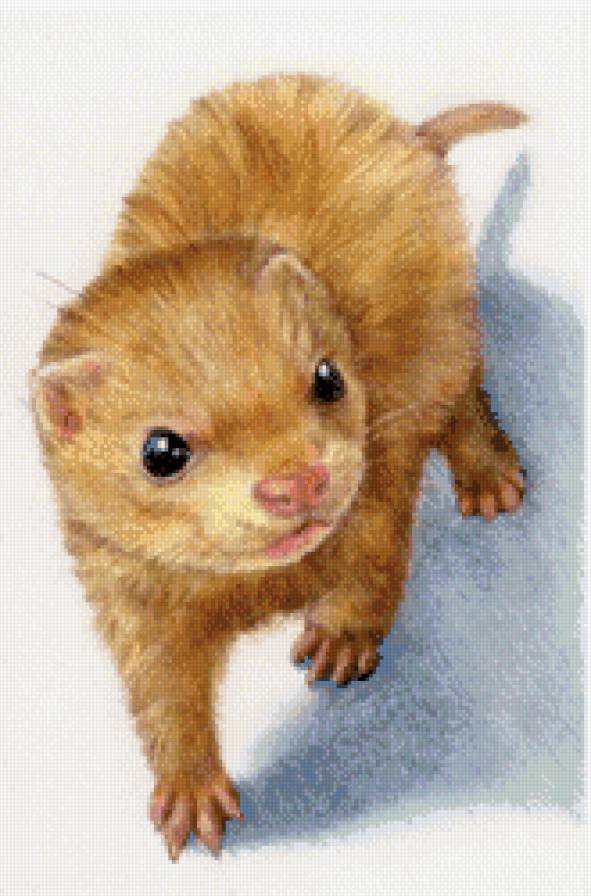 Серия "Хорьки" - хорьки, животные - предпросмотр