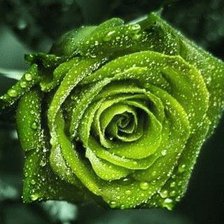 Схема вышивки «зеленая роза»