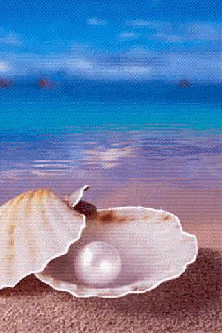 Жемчужина - ракушка, закат, морские животные, жемчужина, море - оригинал