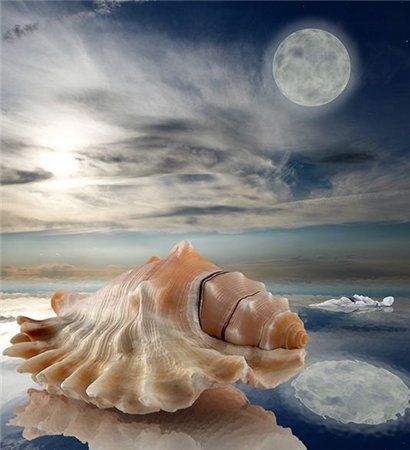 №695577 - закат, морские животные, ракушки, море - оригинал