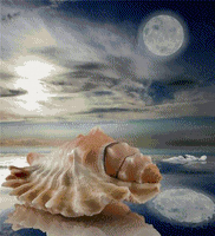 №695577 - морские животные, ракушки, море, закат - предпросмотр