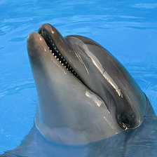 Дельфин
