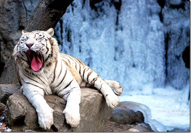 тигр - животные - оригинал