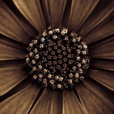 Схема вышивки «Оттенок»