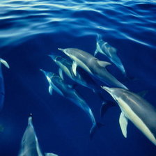 Схема вышивки «№695731»