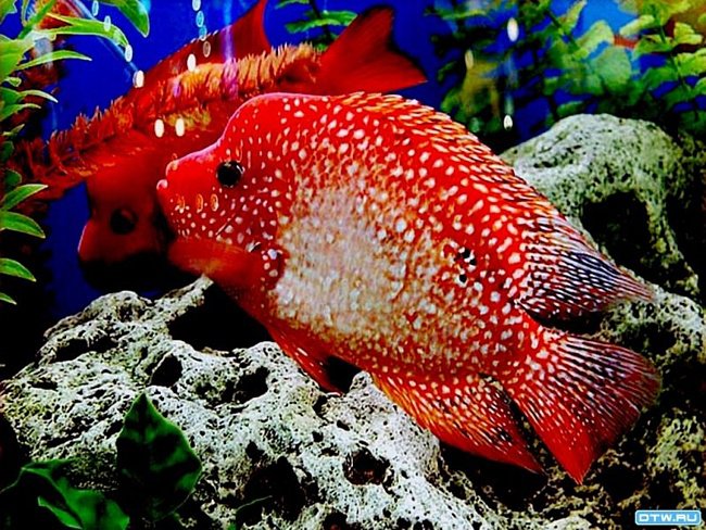 №695933 - оригинал