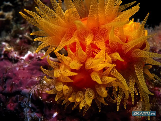 №695935 - оригинал